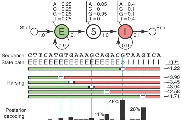 A toy HMM for parsing a genome to find 5'' splice sites.
Figure from .