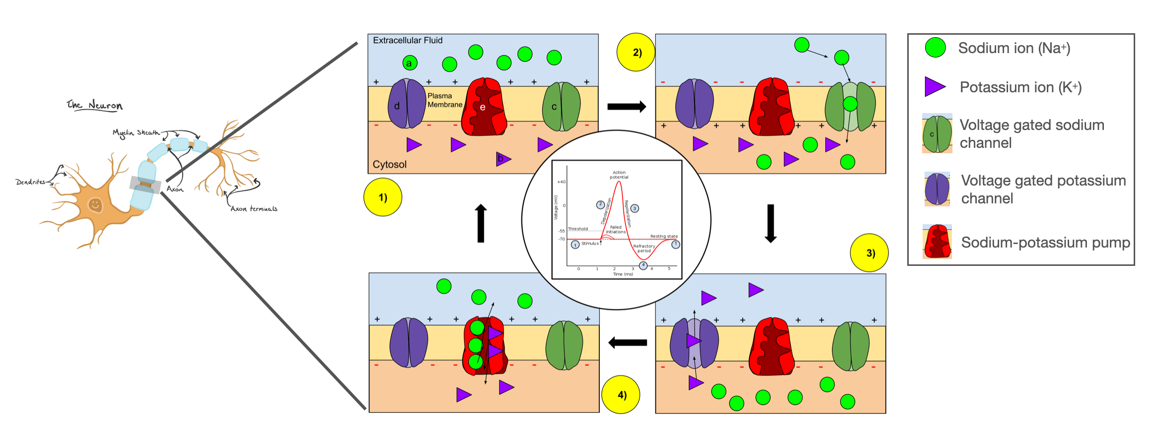 ../_images/action_potential.png